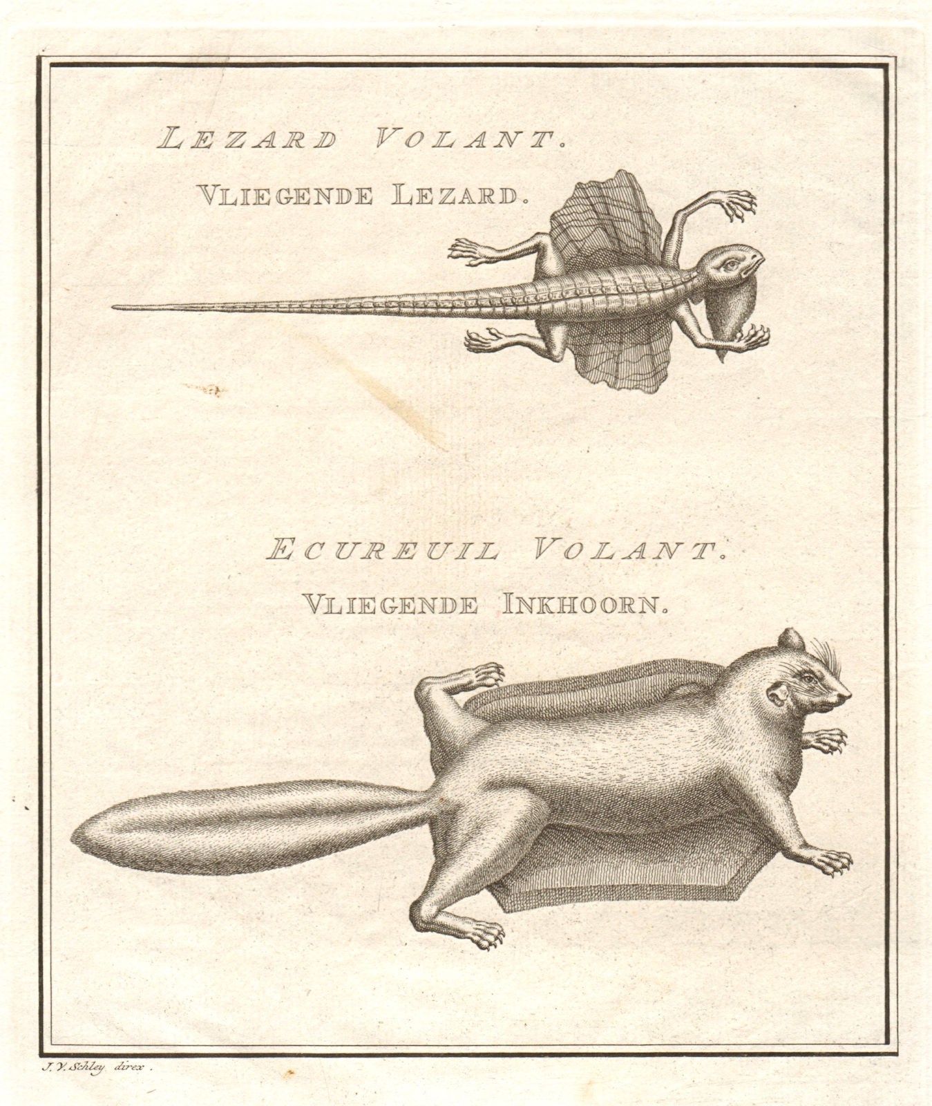 'Lezard volant. Ecureuil volant'. Flying lizard. Flying squirrel. SCHLEY 1757